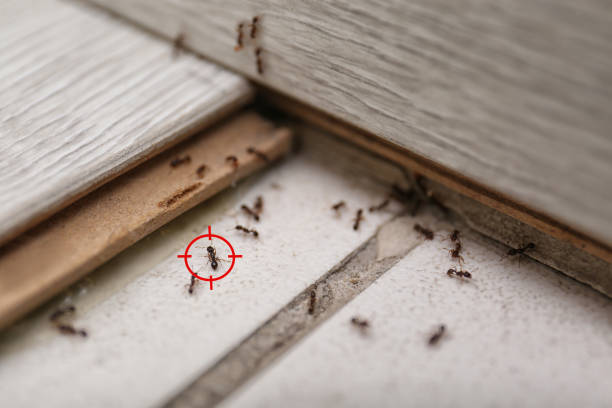 Best Pest Control Near Me in Greilickville, MI