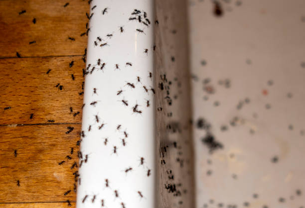 Best Residential Pest Control  in Greilickville, MI