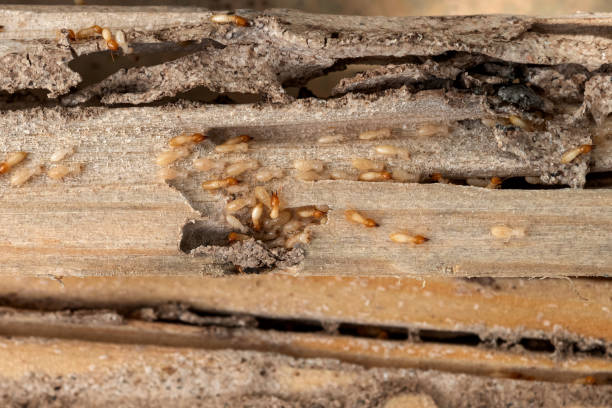 Best Exterminator Services  in Greilickville, MI